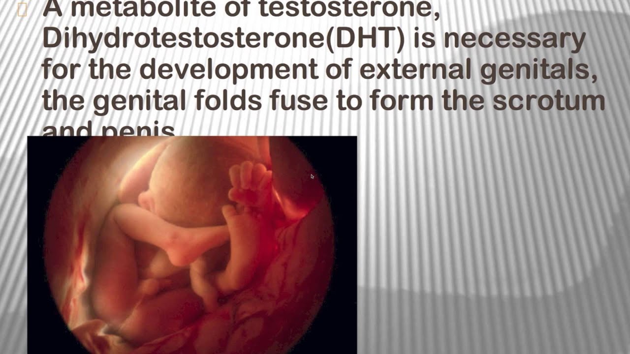 Development of Fetus