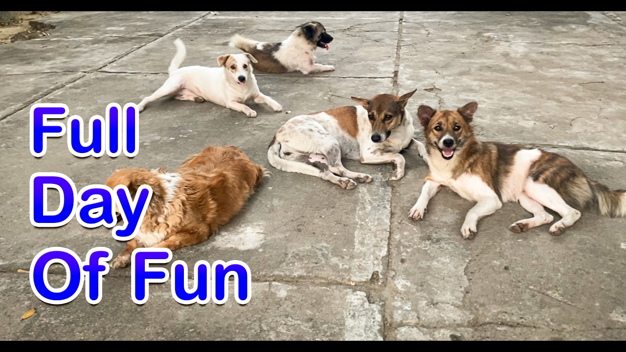 Full Day Of Fun |Dog Family Has the Best Day Ever! 🐕
