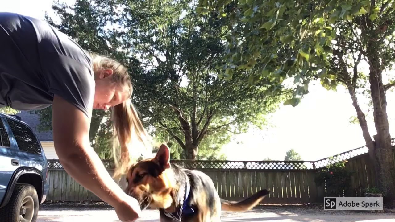 Summer’s Dogs stage 1 Dog Training