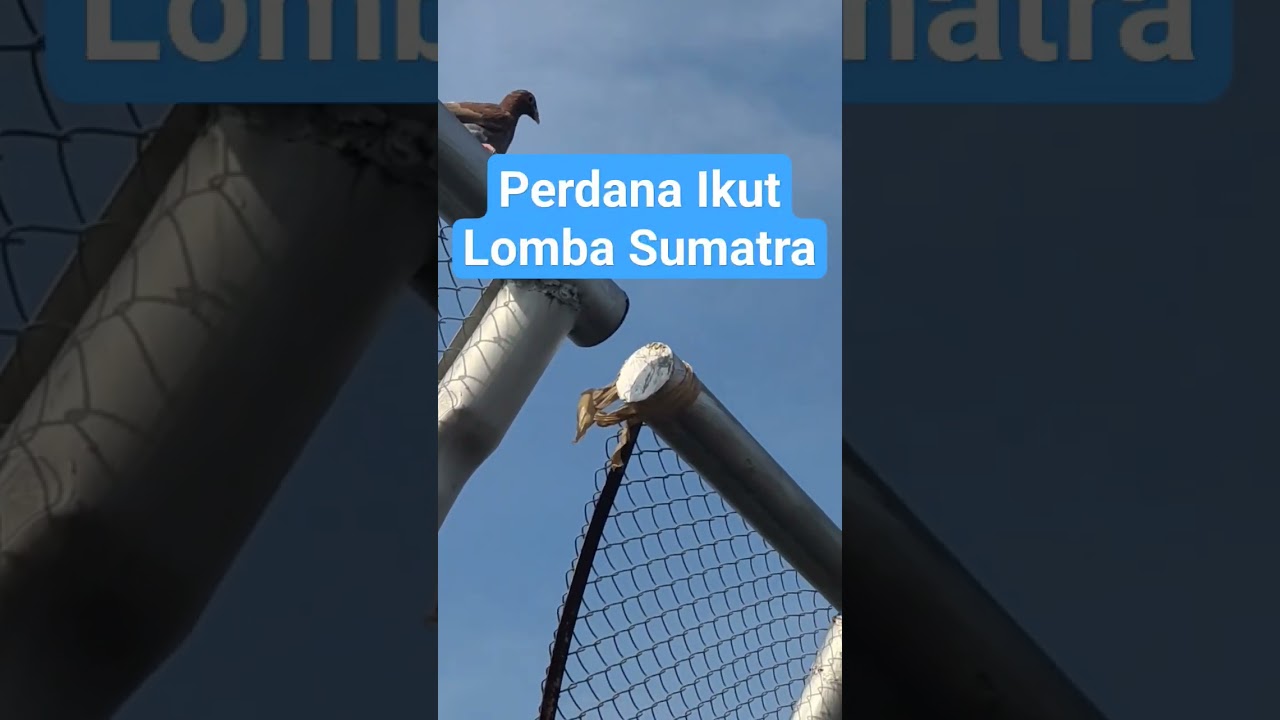 #pigeon #racingpigeonloft #mpos #birds #oneloftrace #breedingpigeons #llb #langlangbuana #pigeonrace