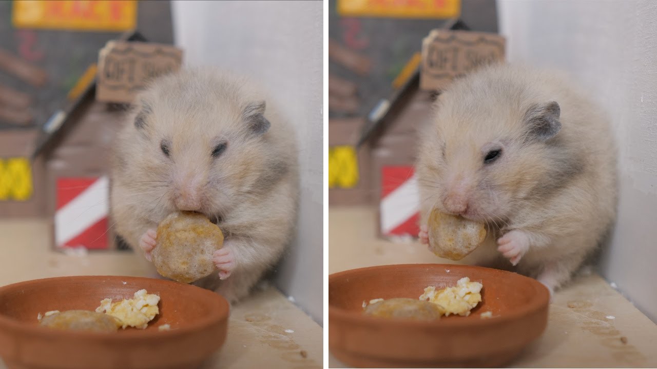 Making my Hamster a Meal 🥞