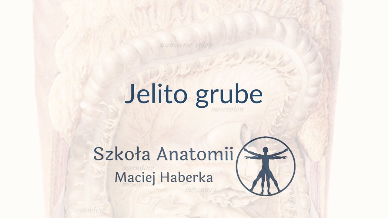 Jelito grube (wstęp)