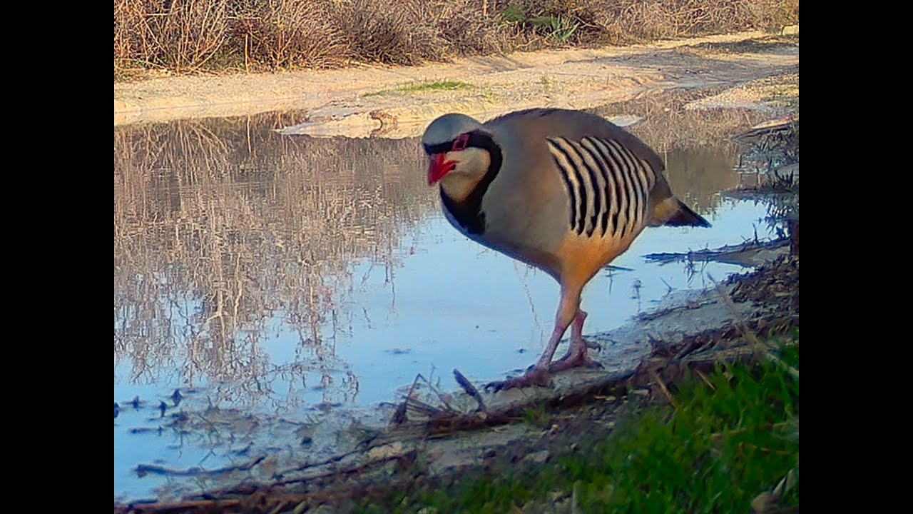Alectoris chukar, Πέρδικα τσούκαργνωστή και ως πετροπέρδικα.
