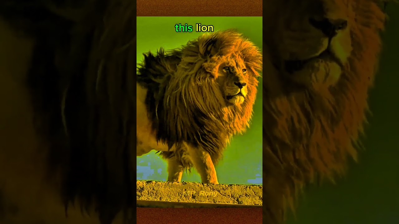 Lion Transformation💀 #lion #transformation #troll #trollvideo #cute