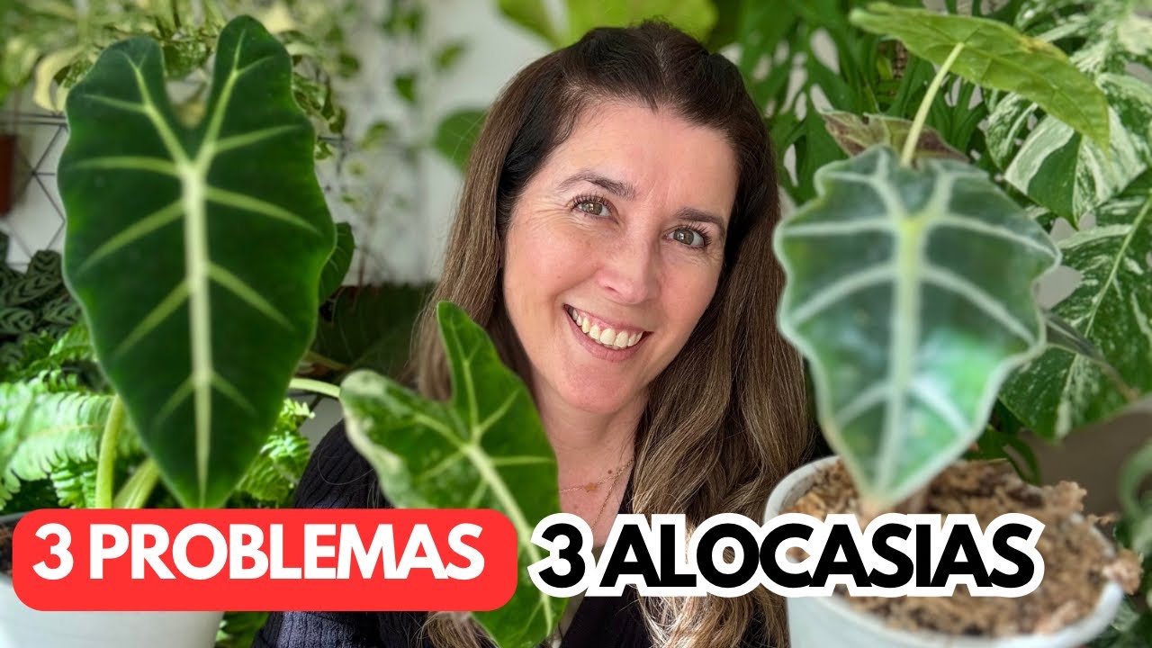Cómo ADAPTÉ mis ALOCASIAS [FRYDEK-AMAZÓNICA-MACRORRIZHA] a una casa SIN VITRINA 🏡🌿
