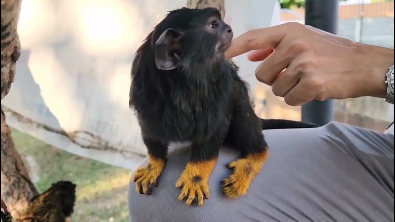 So adorable Tamarin Monkey - Beautiful Black Tamarin