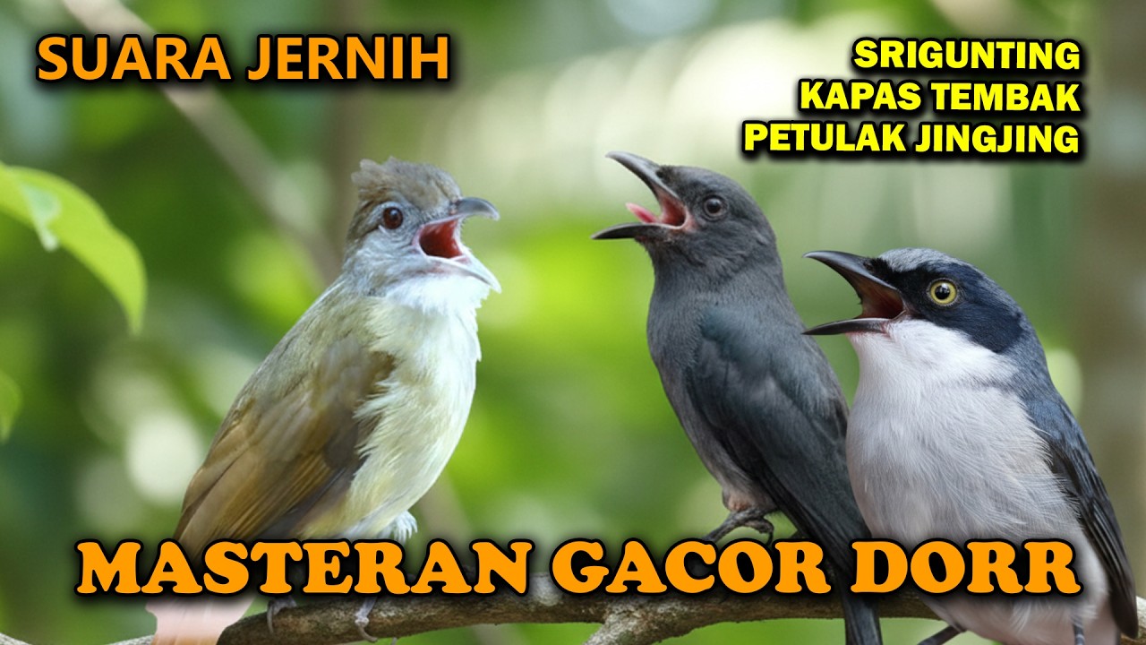 MASTERAN BURUNG BESETAN TAJAM MUDAH MASUK JINGJING PETULAK KAPAS TEMBAK SRI GUNTING