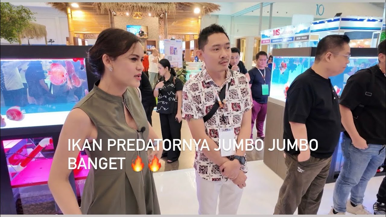 Nusatic 2025 , ikan predator punyanya ko antoni jumbo jumbo banget 🔥🔥🔥
