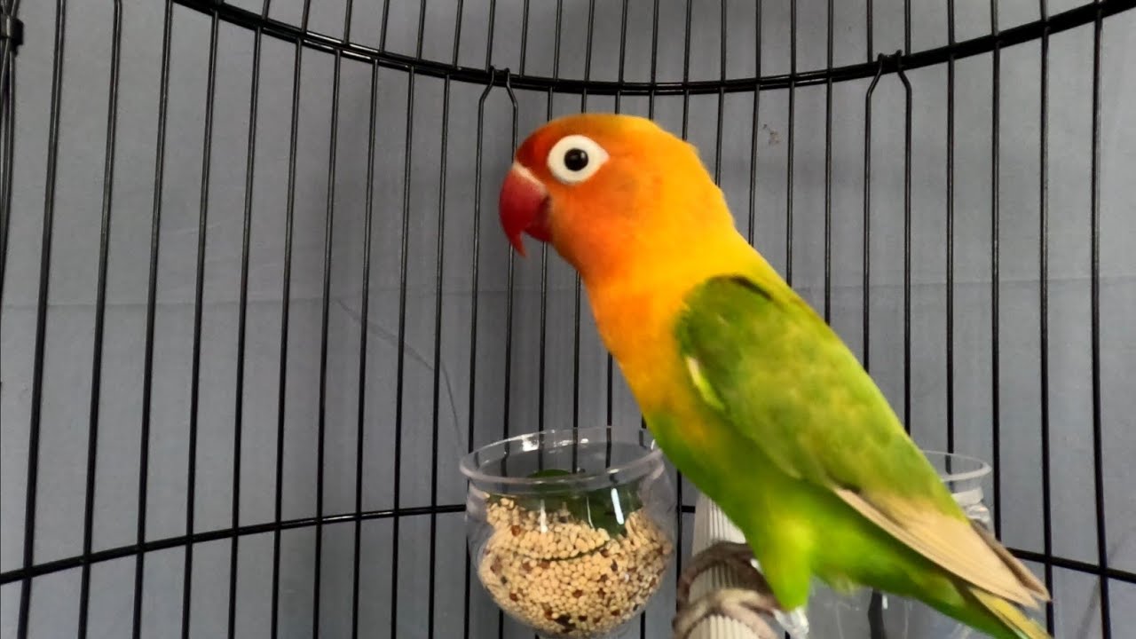 Cara Melatih Burung Lovebird Agar Bisa Ngekek Panjang - Pancingan Lovebird Ngekek Panjang PART 1