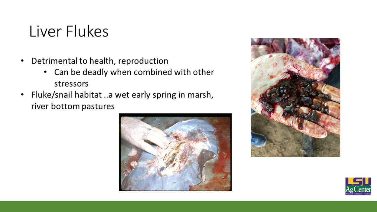 Internal Parasite Control in Beef Cattle