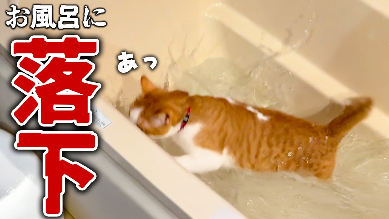 ジャンプに失敗した猫がお風呂に落ちていきました。