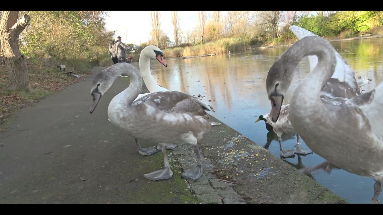 Swan mum and three cygnets walk over the ice for a hearty meal