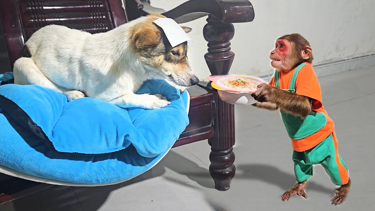 True Friendship 🐒🐕 SU’s Reaction When His Dog Is Sick Will Melt Your Heart