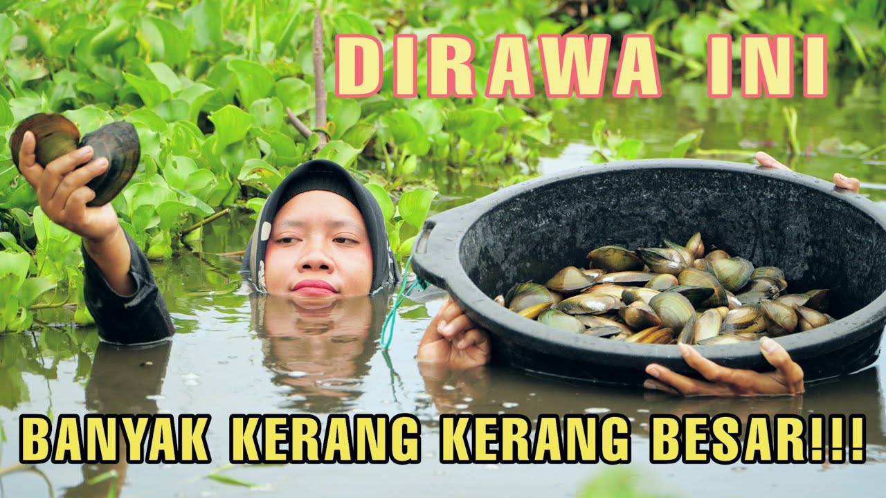 Momen Terbaik Untuk Berburu Kerang Disaat Rawa Sedang Banjir