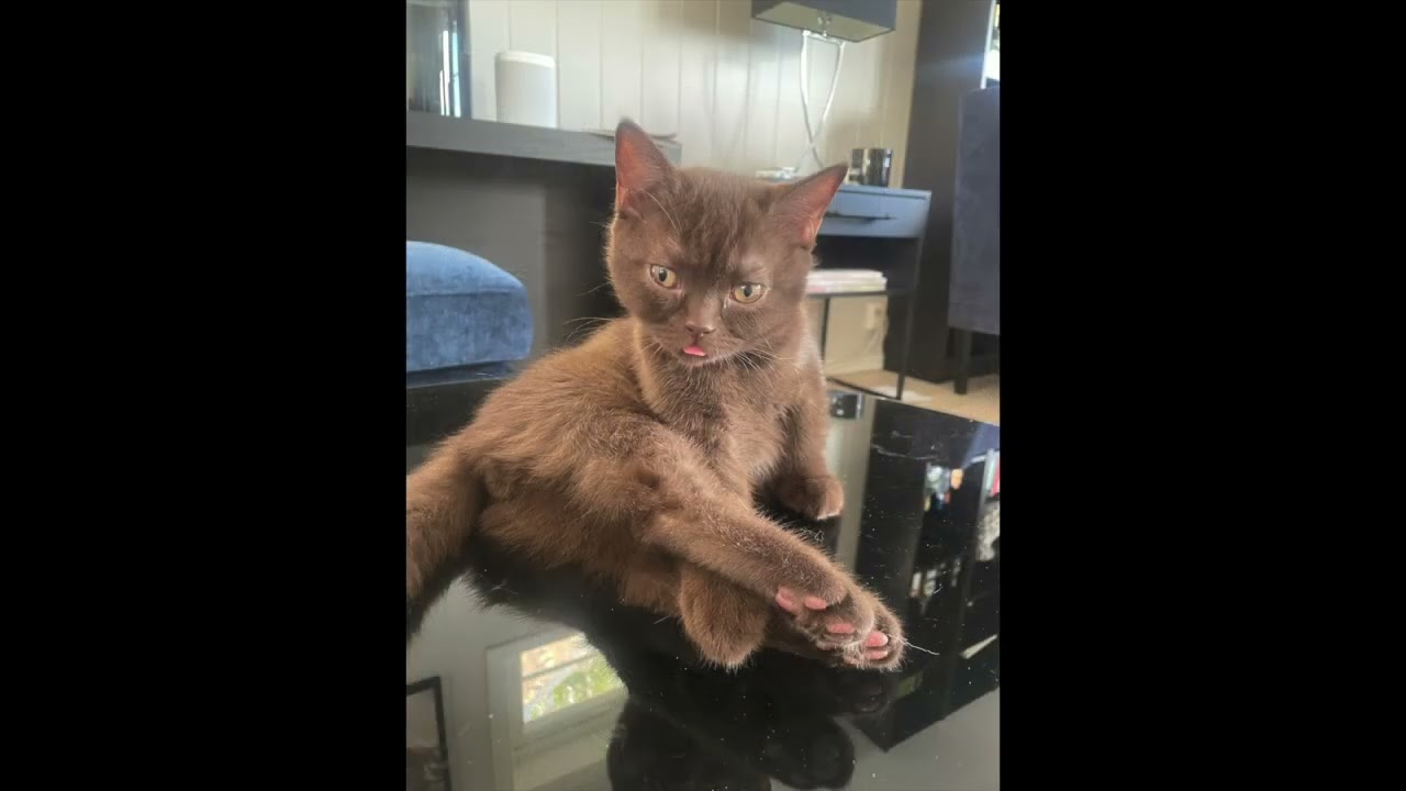 Kittens Growing Up | Sweet Photo Memories 🐾 (15–18 Weeks Old)
