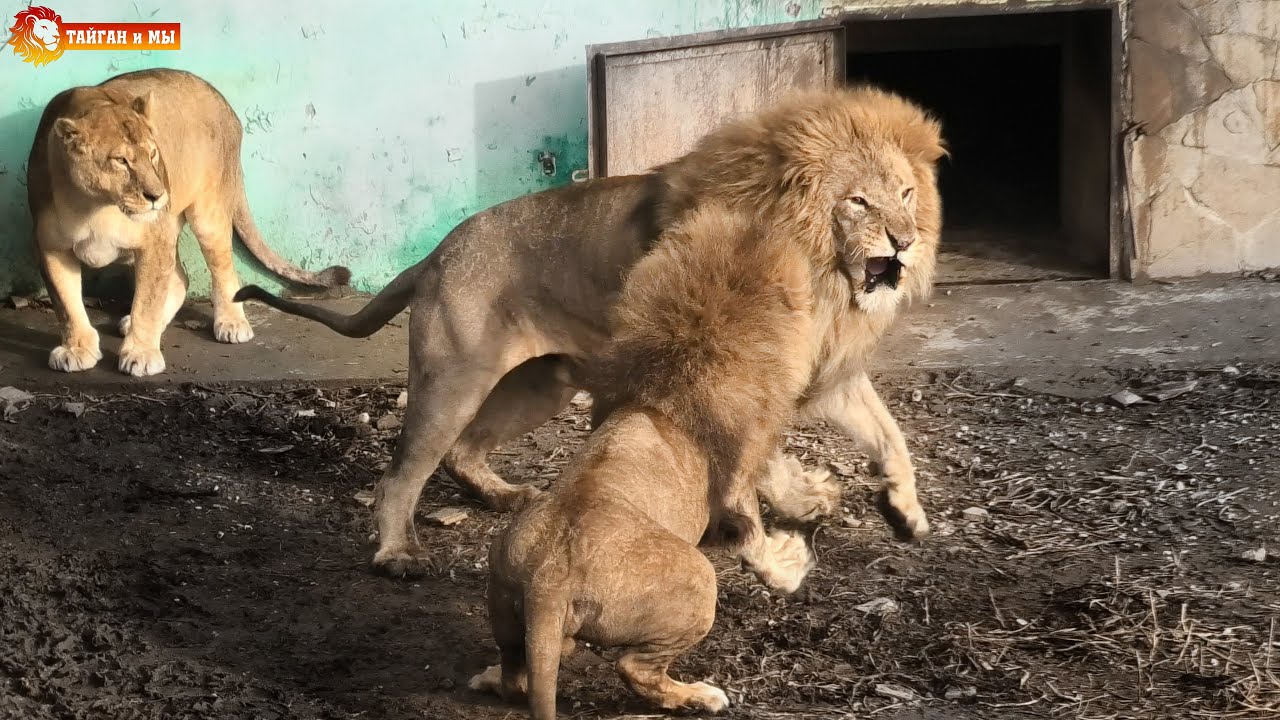 Лапа правосудия или Малыш Неожиданность! Львы. Тайган. Lions life in Taigan.