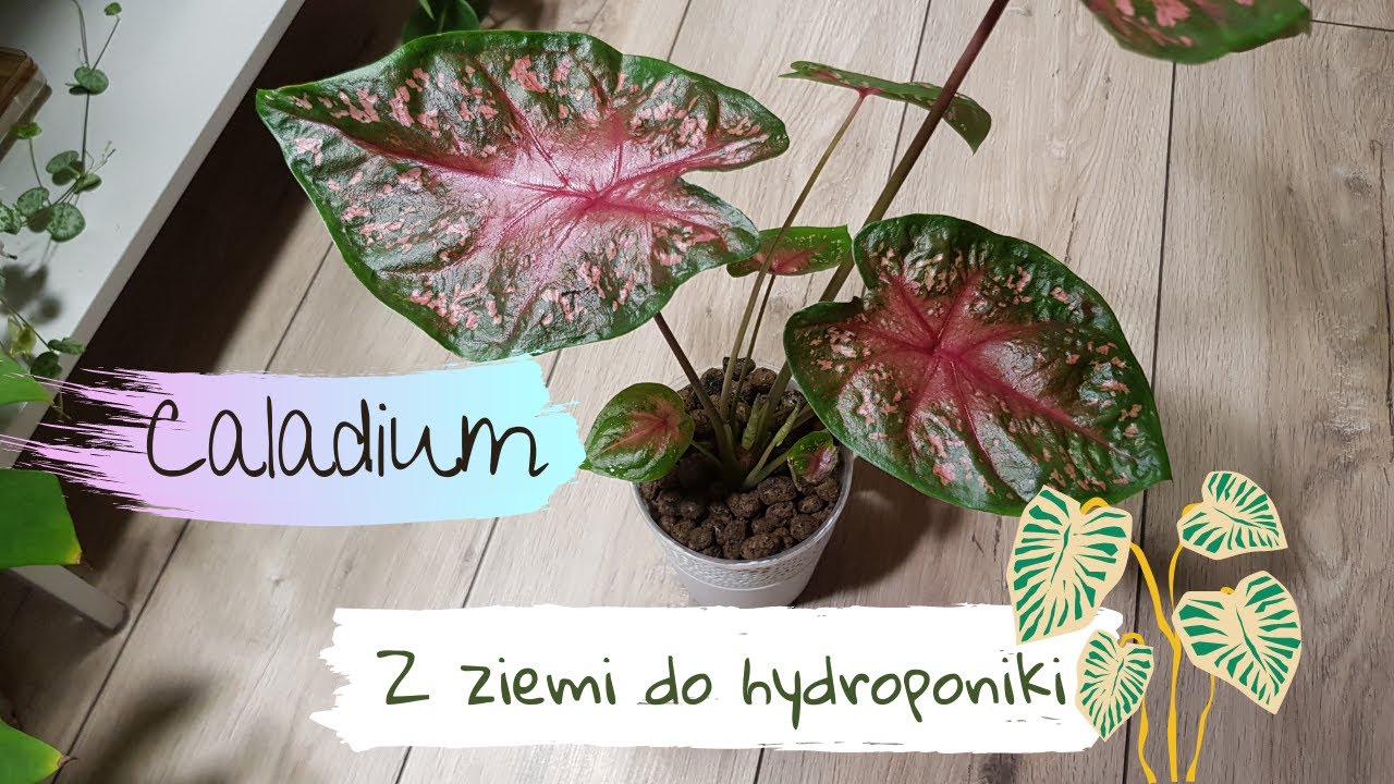 Caladium  - z ziemi do hydroponiki
