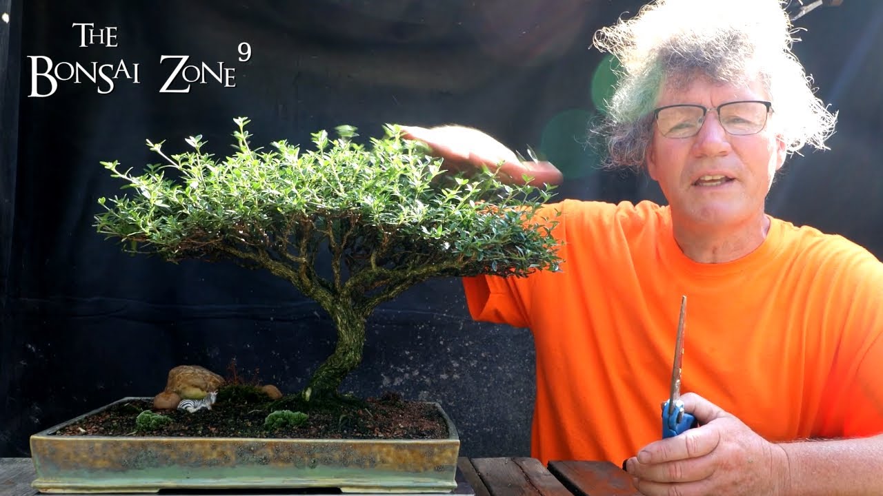 Pruning My African Style Serissa, Part 1, The Bonsai Zone, July 2022