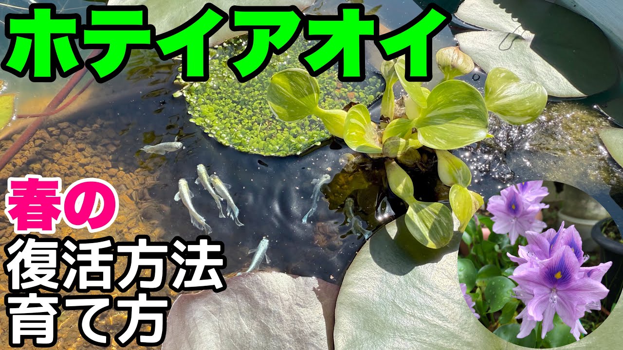 春ホテイアオイの復活方法！育て方！○○が超重要です！ホテイソウ　メダカ睡蓮ビオトープ