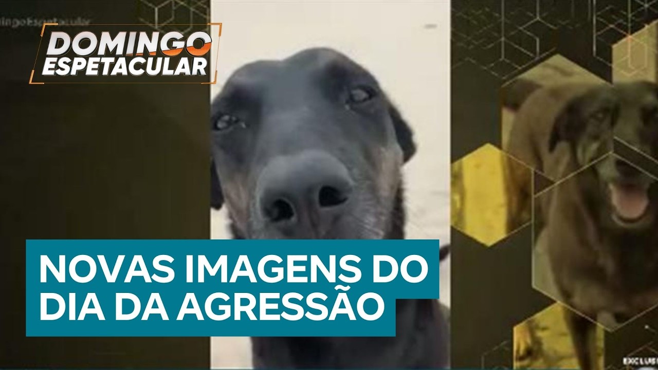 Justiça exige passaporte de suspeito de violência contra o cão Orelha