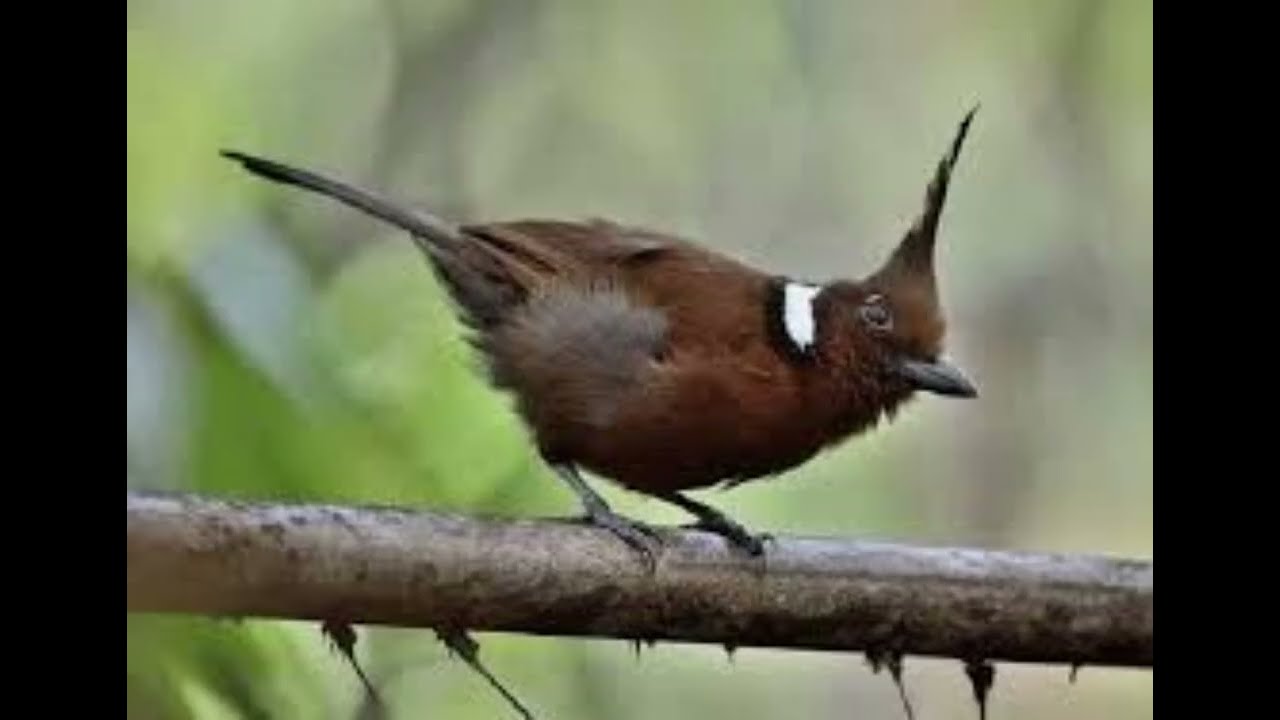 MASTERAN CILILIN DURASI PANJANG JEDA GEMERCIK AIR #kicaumania #cililin #masteranburung #muraibatu
