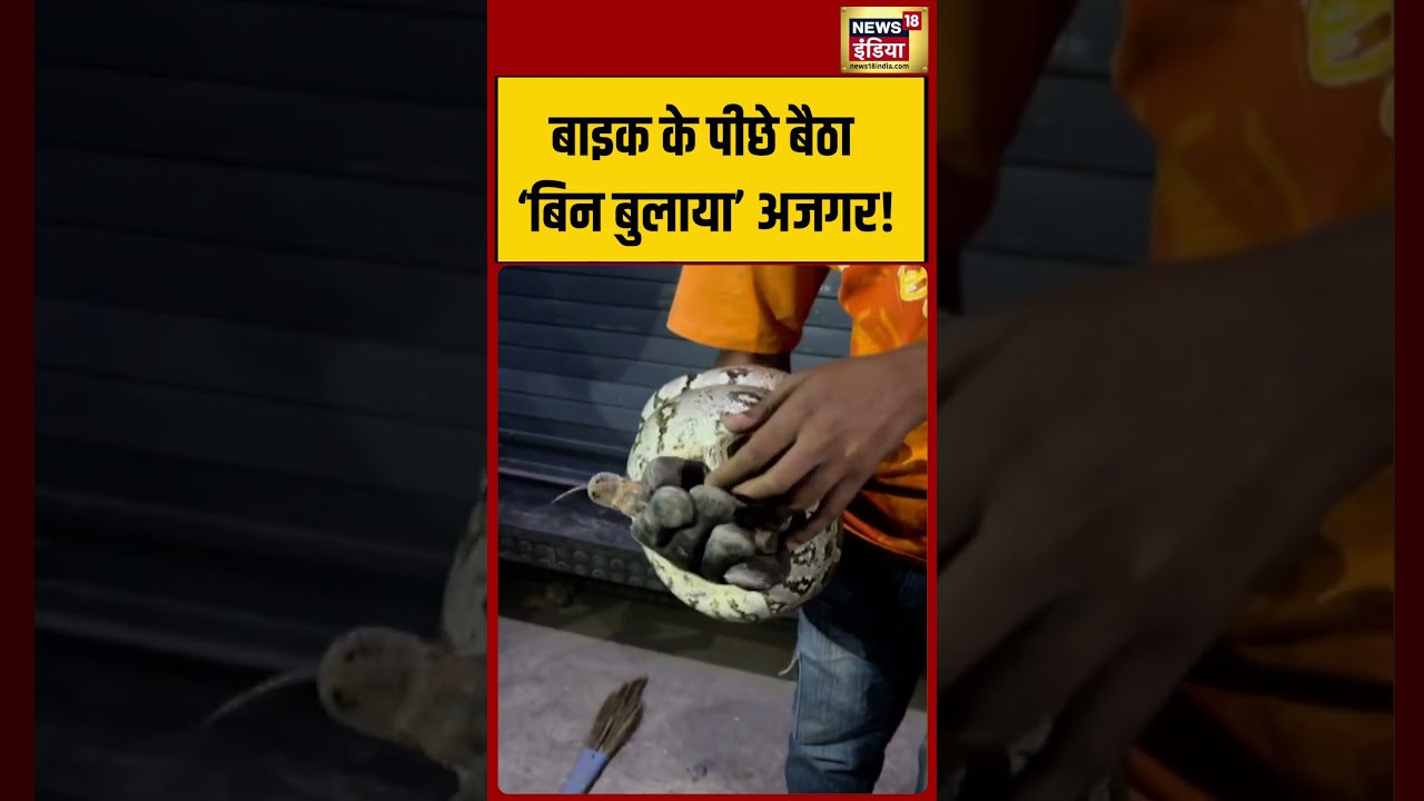 Snake Viral Video : बाइक के पीछे बैठा &lsquo;बिन बुलाया&rsquo; अजगर! | #shorts #viralshorts #viralvideo
