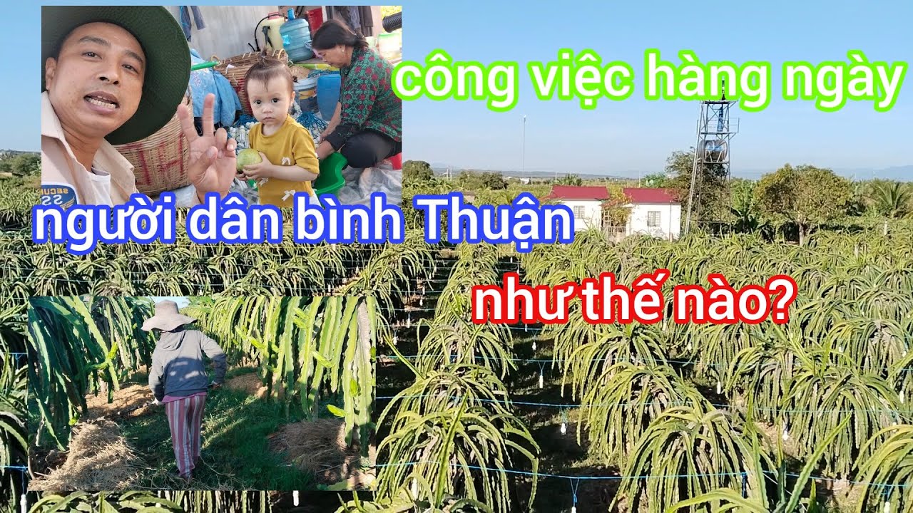 Đây chính là công việc hàng ngày của nông dân bình Thuận 