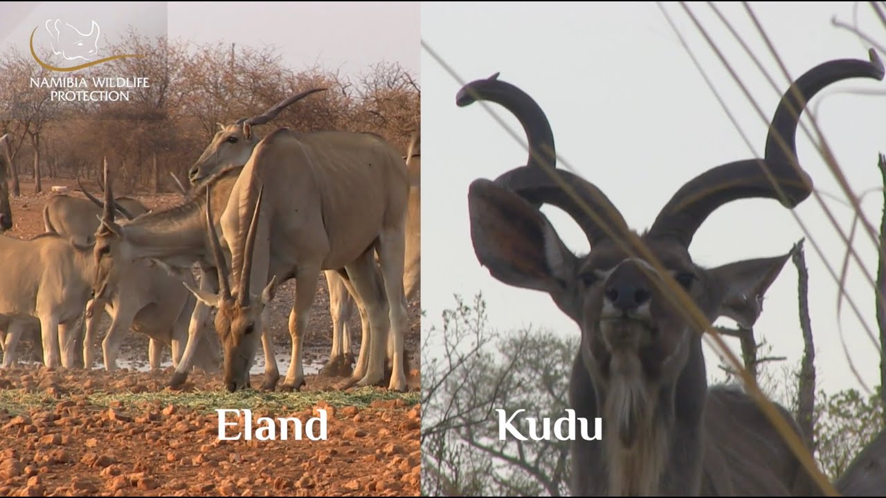 Follow The Tracks – Episode 2 – Eland & Kudu