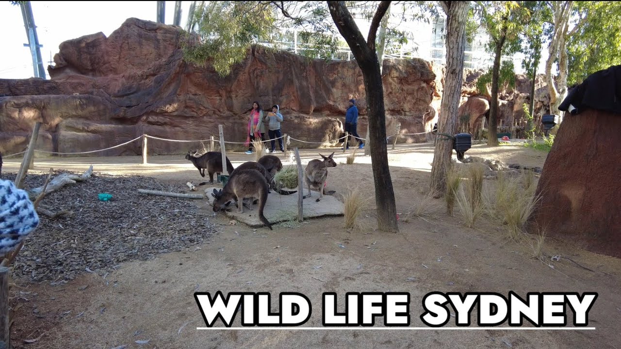 Wild Life Sydney Zoo 🐨 ~ 4K 🎥