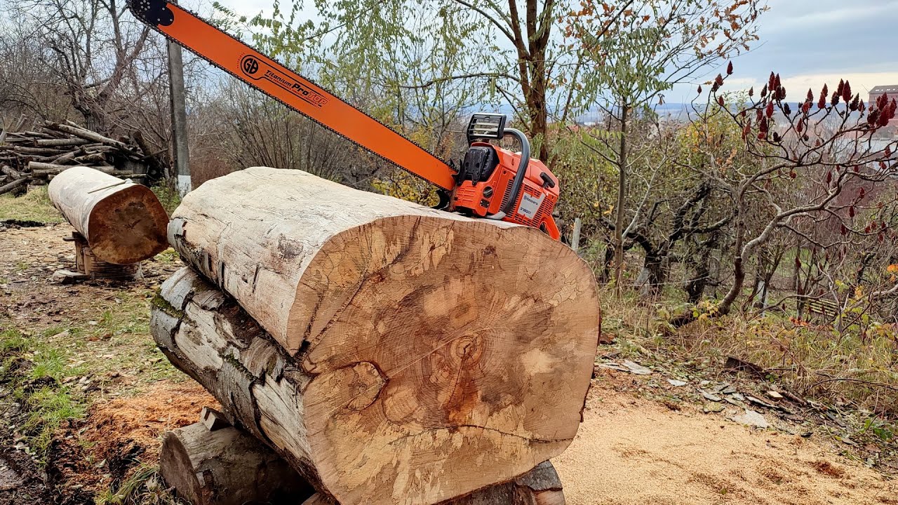 Husqvarna 3120xp & huge beech