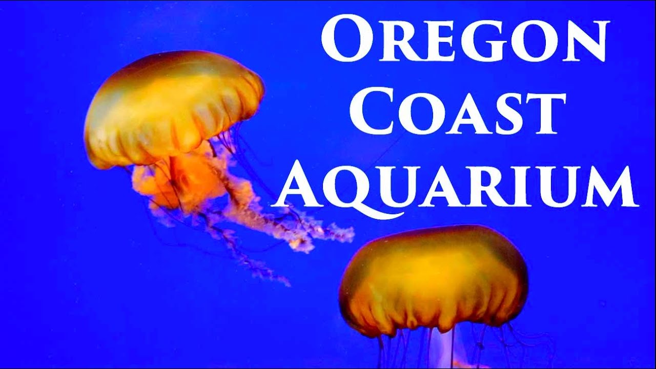 Oregon Coast Aquarium (Newport OR)