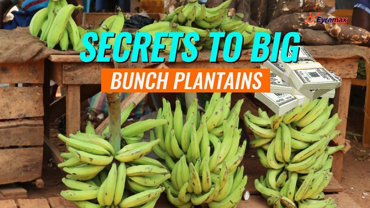 Discover the Secrets to Planting Plantain Suckers for Big Bunch Harvests |  #plantains #suckers