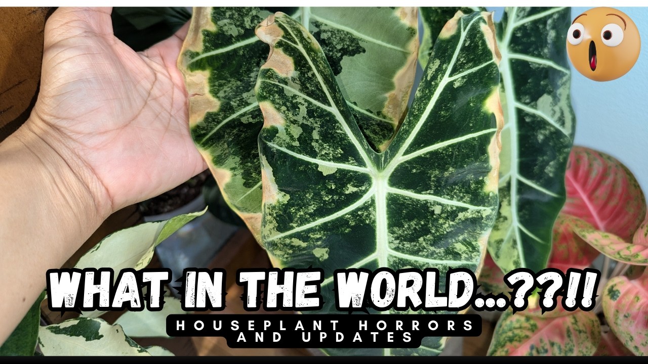 Houseplant Horrors...... with Updates!!! 😟😟😭 #indoorplants #plants #indoorgardening #houseplants