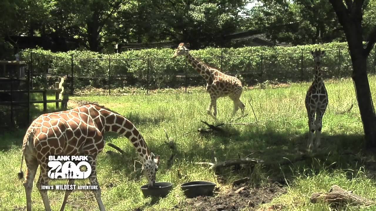 Giraffe Feeding at Blank Park Zoo