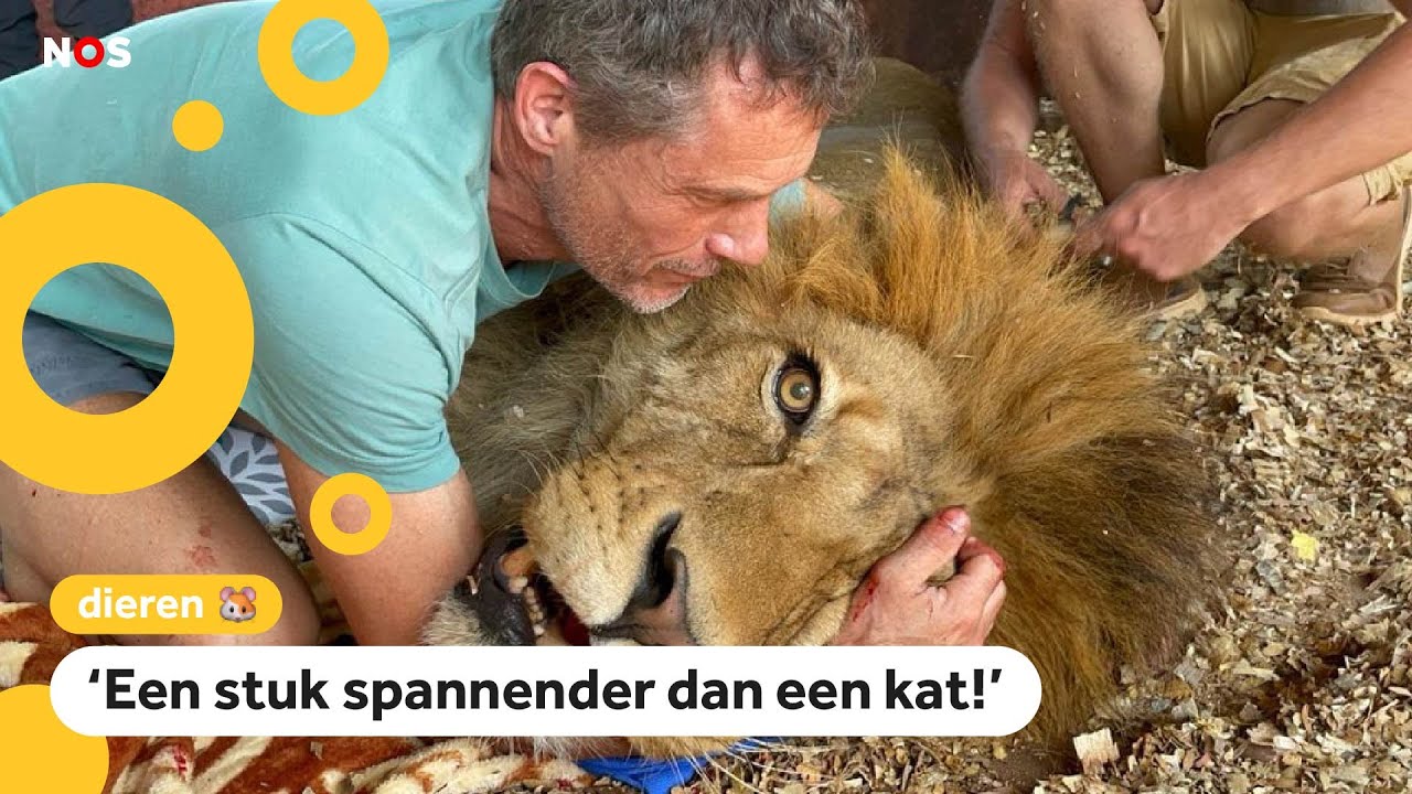 Nederlandse dierenarts opereert een leeuw