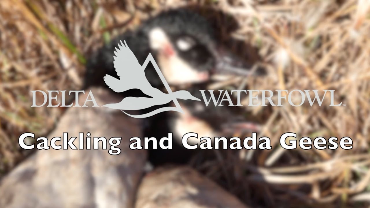 Cackling and Canada Geese