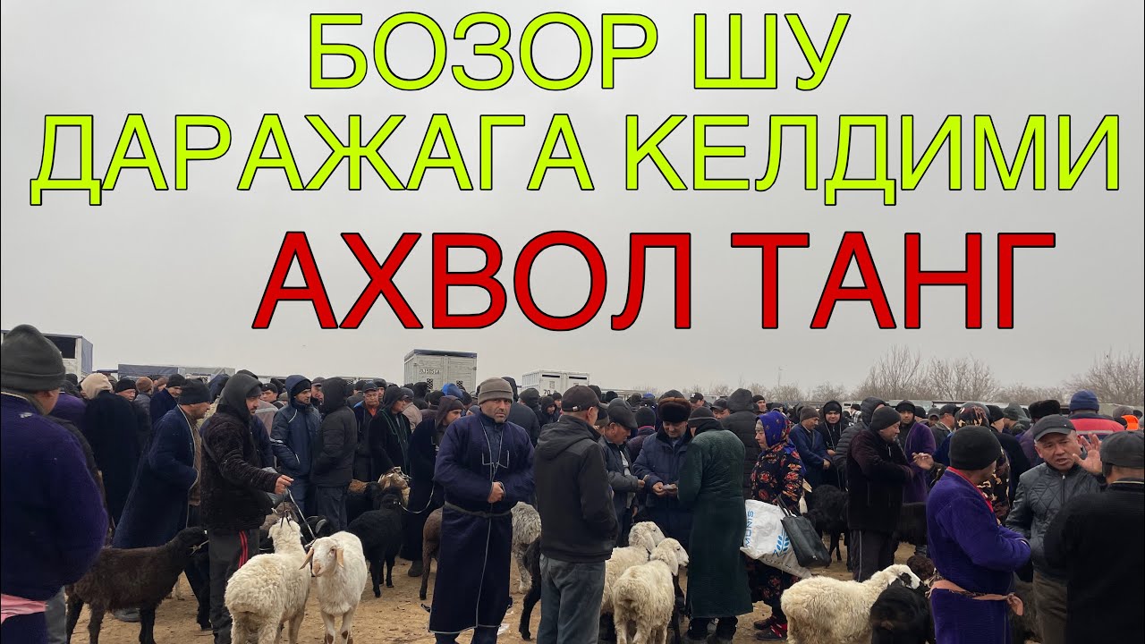 КАМАШИ ЧИМ МОЛ БОЗОРИ НАРХЛАРИ 2026-ЙИЛ 16-ЯНВАР! QAMASHI CHIM MOL BOZORI NARXLARI 16-YANVAR!