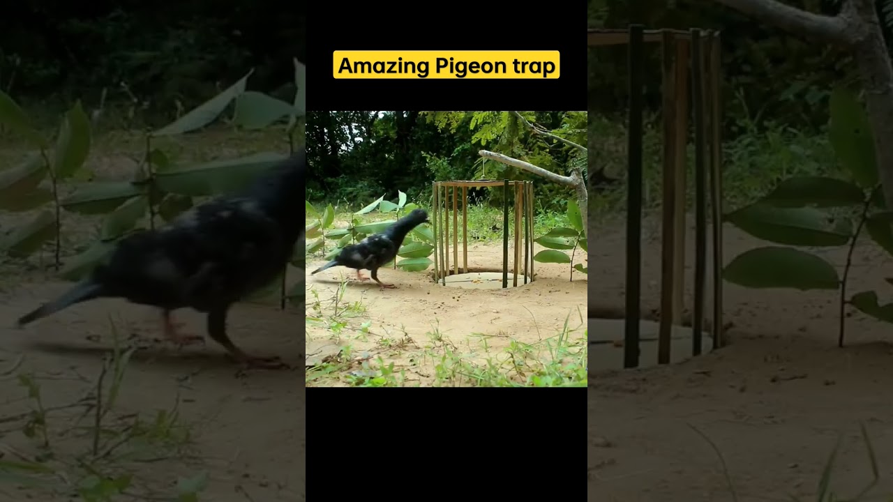 Amazing bird trap using bamboo and cardboard | pigeon trap #shorts #ytshorts #youtubeshorts #trap