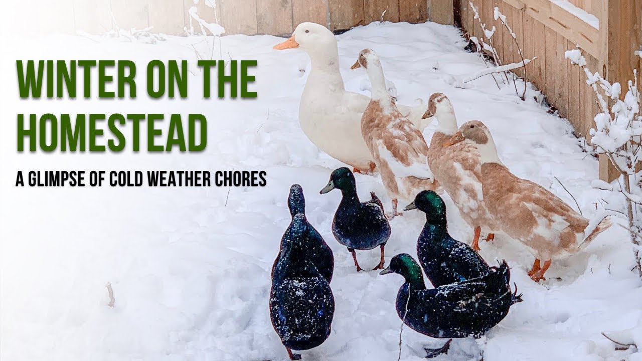 Winter on the Homestead: A glimpse of cold weather chores