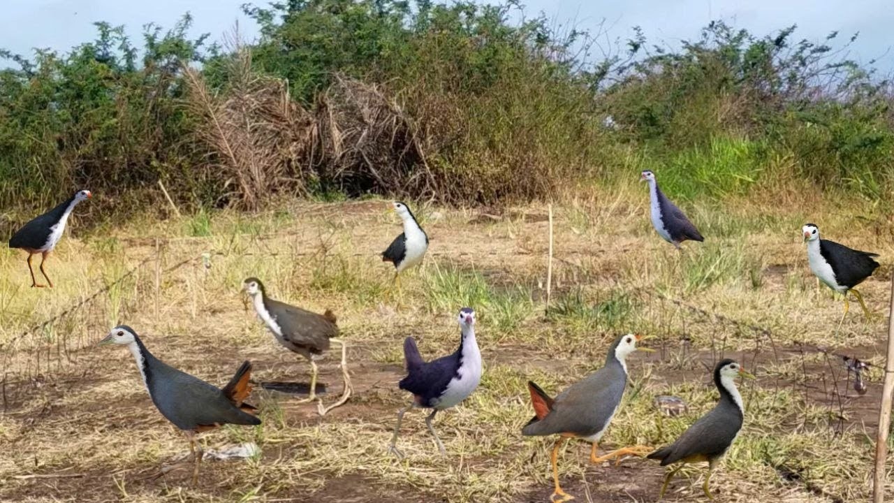 Incredible Bird Trap Technique &ndash; Unbelievable Catching Method! #The_Bird_Kingdom