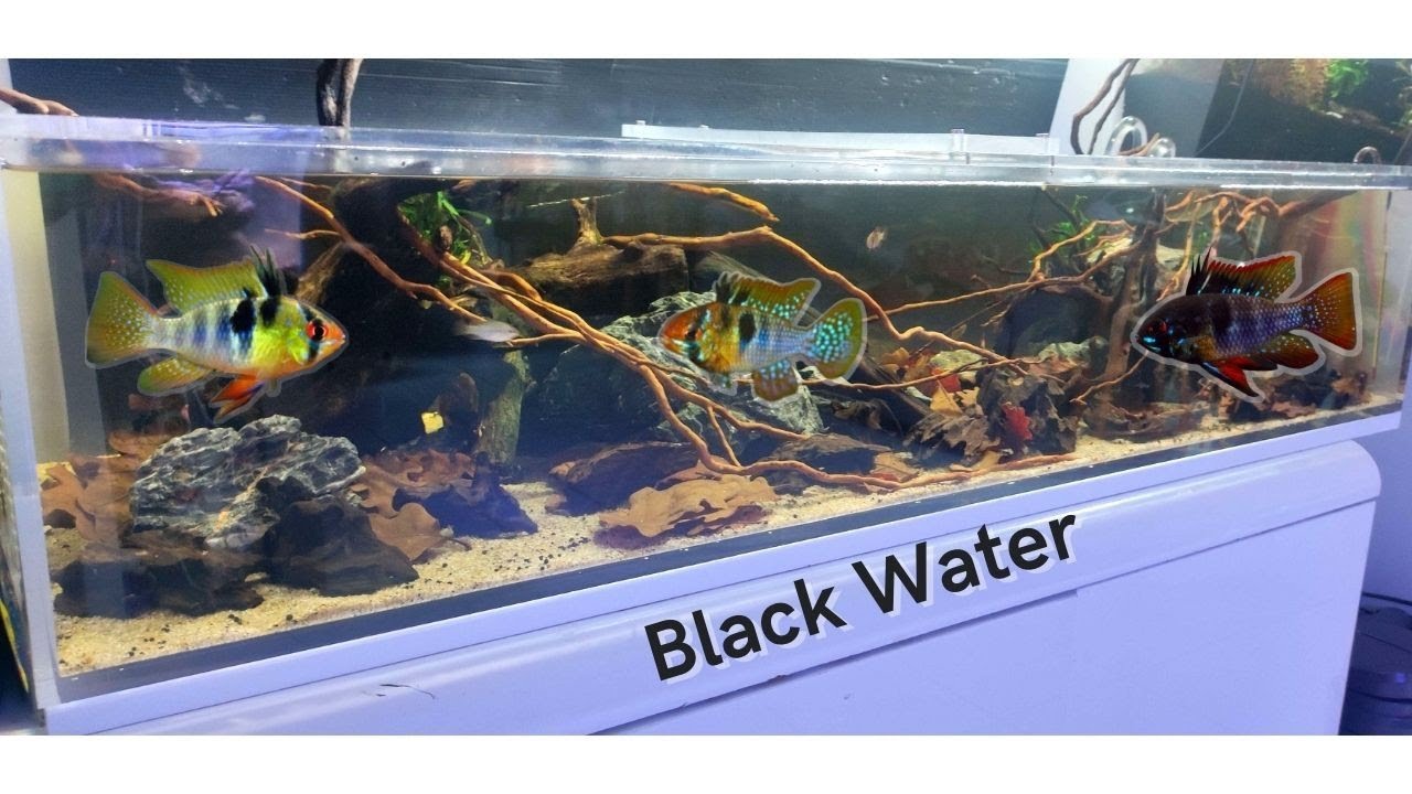 biotope black water + bonus