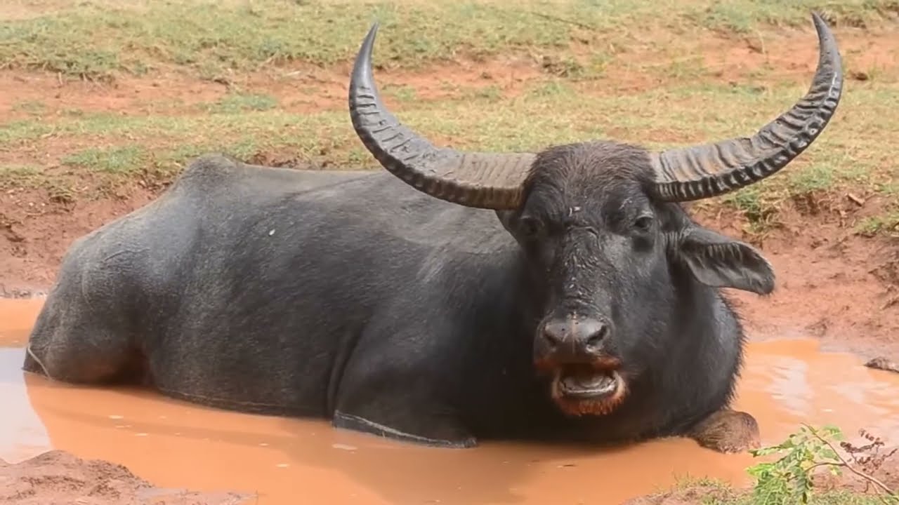 bull sound