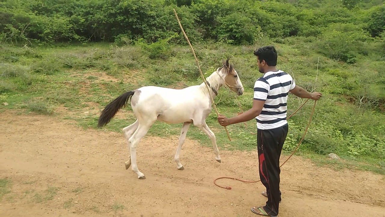 Lunging for respect # Vellore horse training# God Clinton horsemanship
