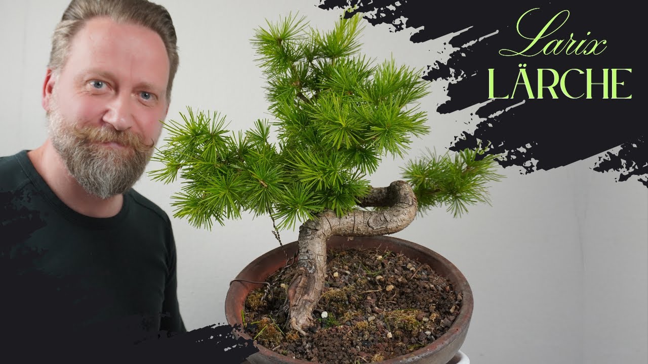 Larix- Lärche als Bonsai, schneiden, gestalten und pflegen mit meiner Lärche