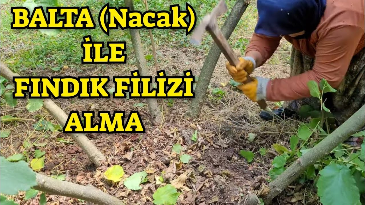 ÜRETİCİDEN GELENLER; BALTA (Nacak) İle FINDIK DİP SÜRGÜNÜ Nasıl Alınır ?