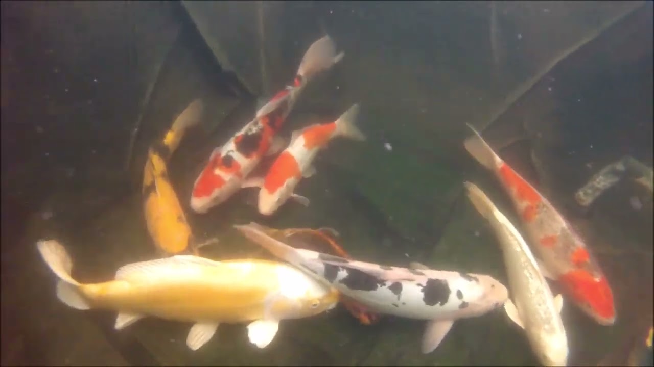 KOI hobby pond