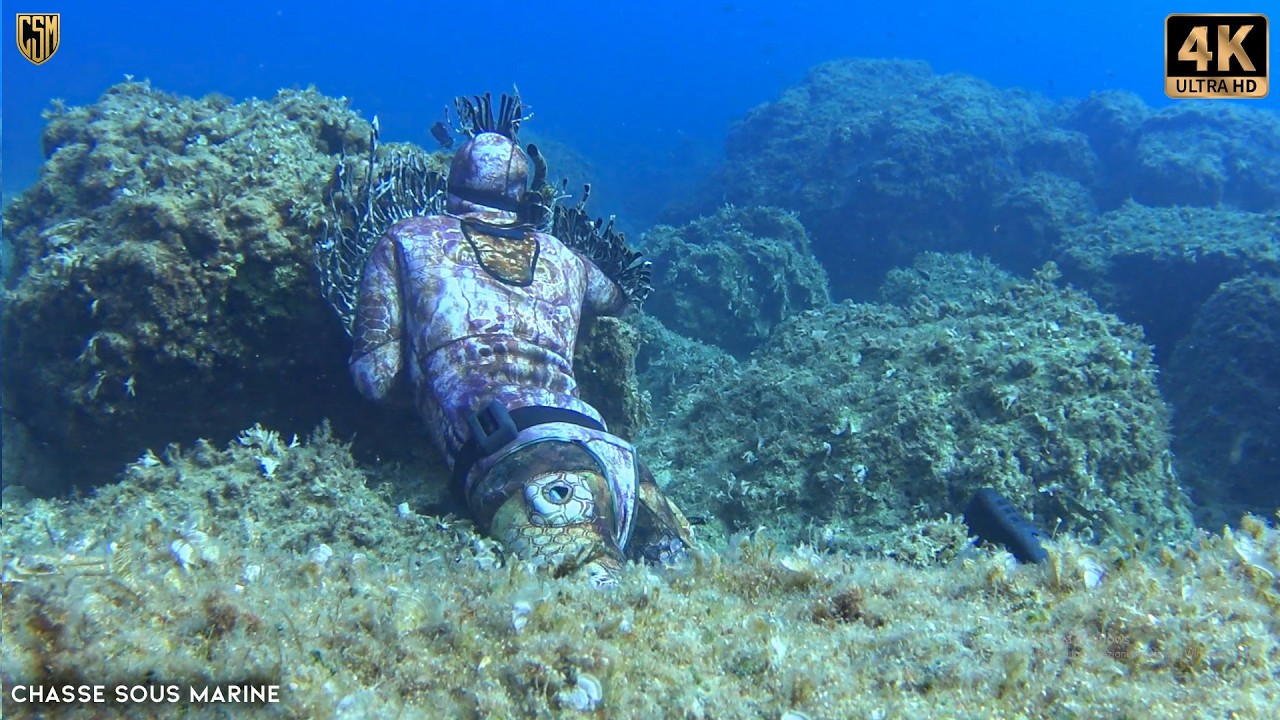 CHASSE SOUS MARINE Gros Denti Peche sous marine Méditerranée Techniques de Chasse