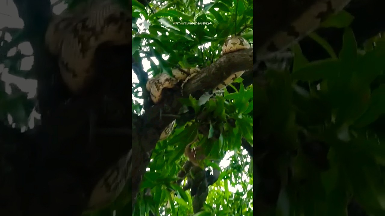 king cobra 