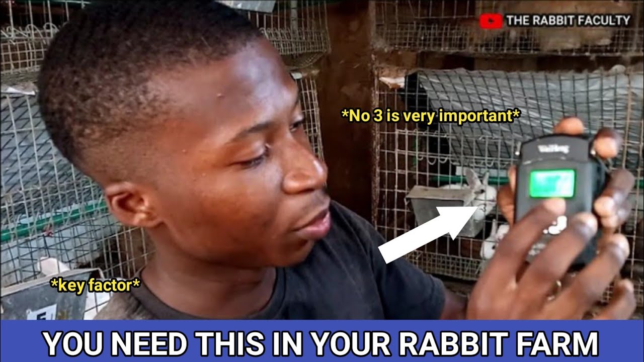 Things you need to start a rabbit farm #rabbit #rabbitfarm #rabbitnigeria
