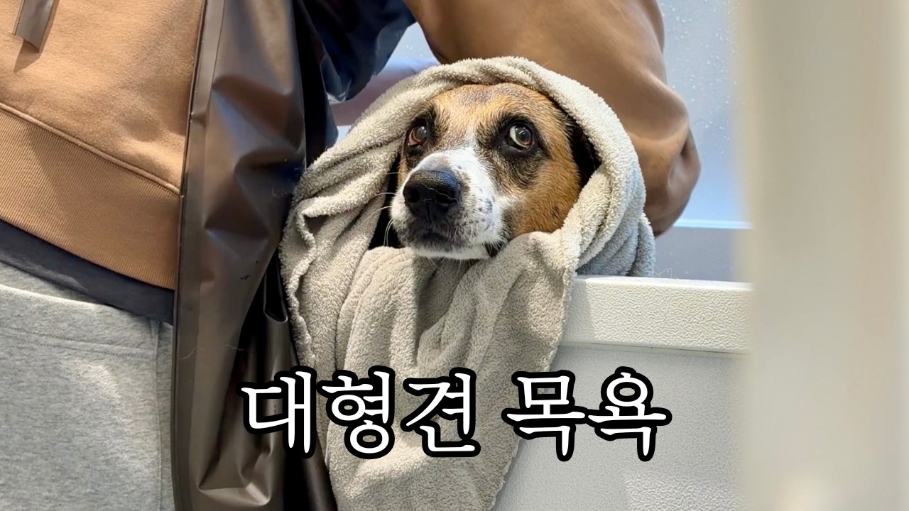 엠버 목욕했어요~! 대형견 현실 목욕